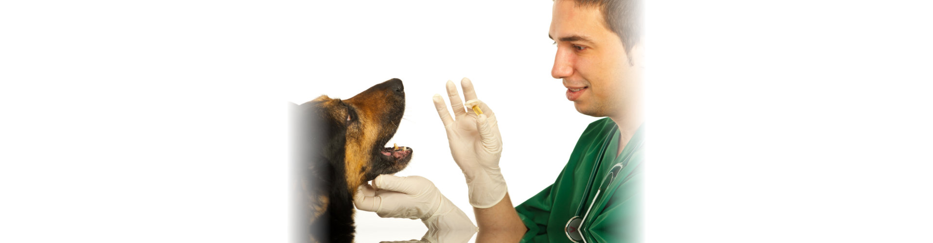 nurse giving meds to a dog